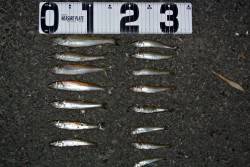 由良川河口　投げ釣りでキス〜18cm25匹…