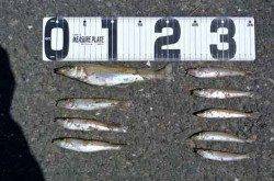 由良川河口　早朝の投げ釣りでキス〜21cm30匹