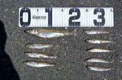 由良川河口　早朝の投げ釣りでキス〜21cm…