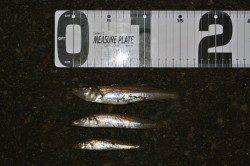 由良川河口　夕方の投げ釣りでキス＆ヒラメ☆