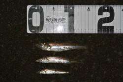 由良川河口　夕方の投げ釣りでキス＆ヒラメ☆…