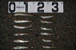 由良川河口　投げ釣りでキス〜17cm20匹　餌は赤イソメを使用