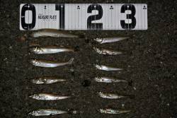 由良川河口　投げ釣りでキス〜17cm20匹…