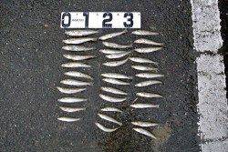 由良川河口 投げ釣りでキス〜17cm40匹 エサは赤イソメ・ワーム使用