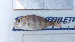 キス釣りは遠投有利、ポイントを変えれば近投でも楽しい釣り♪