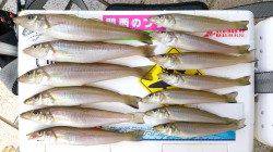 キス釣りは遠投有利、ポイントを変えれば近投でも楽しい釣り♪