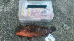 和田　胴突でガシラ＆アコウの釣果