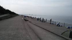 南芦屋浜　サビキでイワシ＆カマスもタコはヒ…