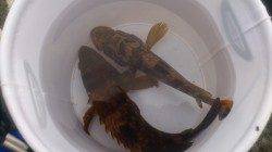 和田　胴突でガシラ＆アコウの釣果