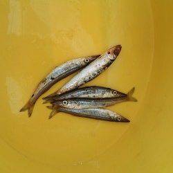 南芦屋浜　サビキでイワシ＆カマスもタコはヒットせず