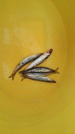 南芦屋浜　サビキでイワシ＆カマスもタコはヒットせず