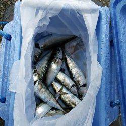 【9時頃から小サバがHIT】南芦屋浜サビキ釣行