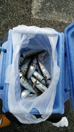 【9時頃から小サバがHIT】南芦屋浜サビキ…