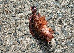 アジュール舞子　サビキ＆胴突きで小アジ・小サバ・ガシラ　夜のサバはヒットせず