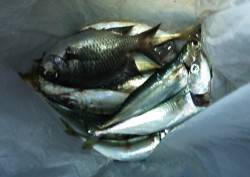 アジュール舞子　サビキ＆胴突きで小アジ・小…