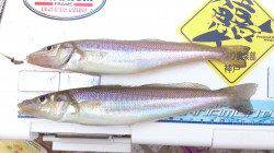 洲本で引き釣り　数は減り気味？