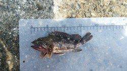 武庫川尻一文字　サビキのアジの他、タコジグでタコ、ガシラなど