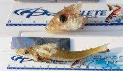 大磯　投げ釣りでキス最大23cmを34匹！