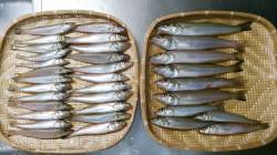 大磯　投げ釣りでキス最大23cmを34匹！…