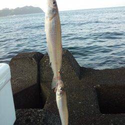 鳥取でちょい投げ、キスの釣果
