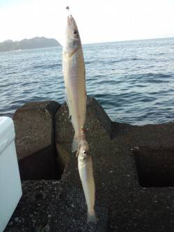 鳥取でちょい投げ、キスの釣果