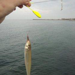 新浜漁港でちょい投げ、キスの釣果