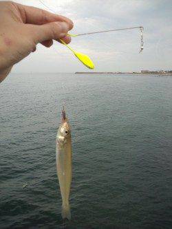 新浜漁港でちょい投げ、キスの釣果