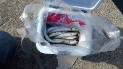 戸坂・塩津漁港　ジグヘッド＋ワームでカマス〜25cm20匹！