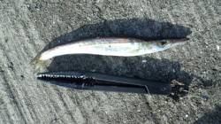 戸坂・塩津漁港　ジグヘッド＋ワームでカマス…