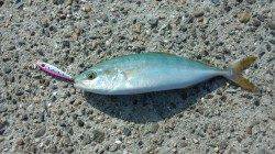 戸坂・塩津漁港　ジグヘット＆メタルジグでカマス50匹＆ハマチ