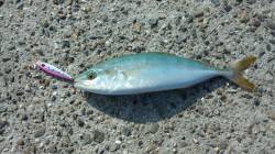 戸坂・塩津漁港　ジグヘット＆メタルジグでカ…