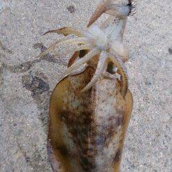 デカアオリを狙って…大蔵海岸でエギング