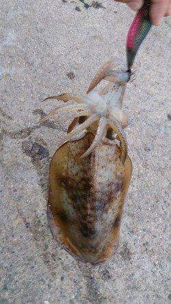 デカアオリを狙って…大蔵海岸でエギング