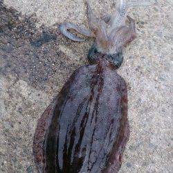 デカアオリを狙って…大蔵海岸でエギング