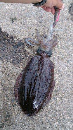 デカアオリを狙って…大蔵海岸でエギング