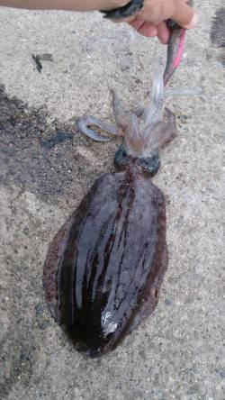 デカアオリを狙って...大蔵海岸でエギング…