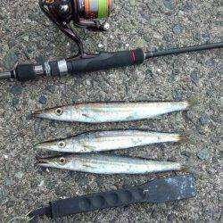 戸津井・小引漁港の朝マズメ狙い　ジグヘッドリグでカマス〜25cm20匹