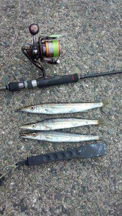 戸津井・小引漁港の朝マズメ狙い　ジグヘッドリグでカマス〜25cm20匹