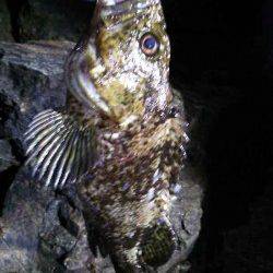 津居山港　メバリングでソイ30cm＆ガシラ　ハゼ・豆アジはリリース