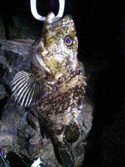 津居山港　メバリングでソイ30cm＆ガシラ　ハゼ・豆アジはリリース