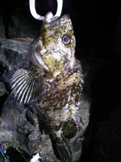 津居山港　メバリングでソイ30cm＆ガシラ…