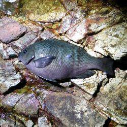 津居山港☆ロックフィッシュ狙い釣行