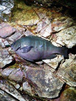 津居山港☆ロックフィッシュ狙い釣行