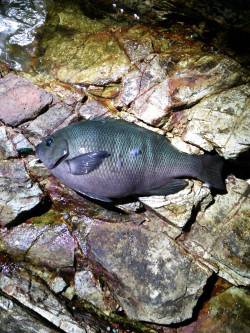 津居山港☆ロックフィッシュ狙い釣行