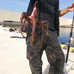 箱石　サーフのヒラメ・マゴチ狙いからタコに切り替え1パイゲット☆