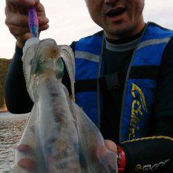 衣奈漁港　エギングでアオリイカ狙いは3・4投目のボトムでHIT！