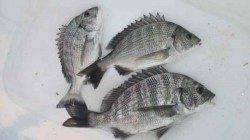 南塩谷　上げ潮狙いのフカセ釣りでチヌ〜31cm3尾