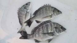 南塩谷　上げ潮狙いのフカセ釣りでチヌ〜31…