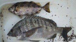 南塩谷　夕方の上げ潮にフカセでチヌ39cm＆バリコ