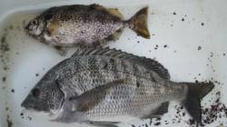 南塩谷　夕方の上げ潮にフカセでチヌ39cm…